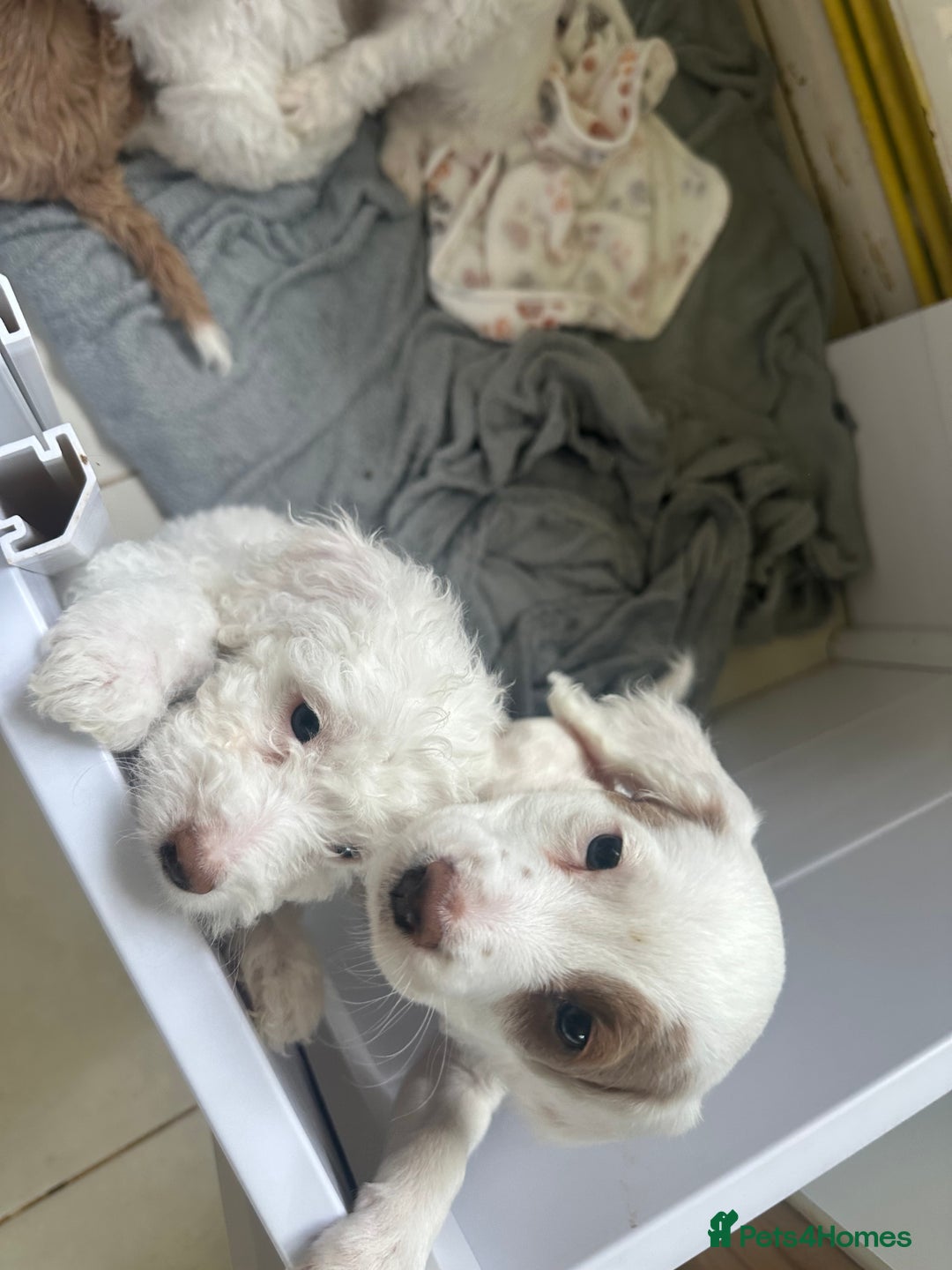 Mixed Breed dogs for sale: Gorgeous F2 Cocapoo puppies PRA clear in Cheltenham - Image 4