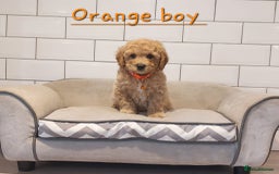 Cavachon dogs for sale: Beautiful Cavapoochons 🥰 - Image 5