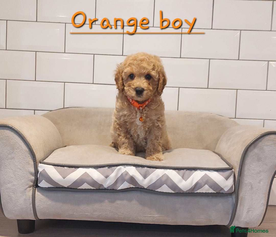 Cavachon dogs for sale: Beautiful Cavapoochons 🥰 - Image 5