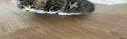 Bengal cats for sale: Beautiful male Bengal kitten  in Sidcup - Advert 4