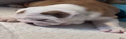 English Bulldog dogs for sale: Julie chalk  in Norwich - Advert 34