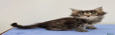 Brown tabby male 