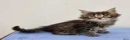 Maine Coon cats for sale: GCCF Pedigree Maine Coon Kittens  - Advert 8