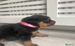 Rottweiler dogs for sale: Rottweiler puppies for sale - Image 4