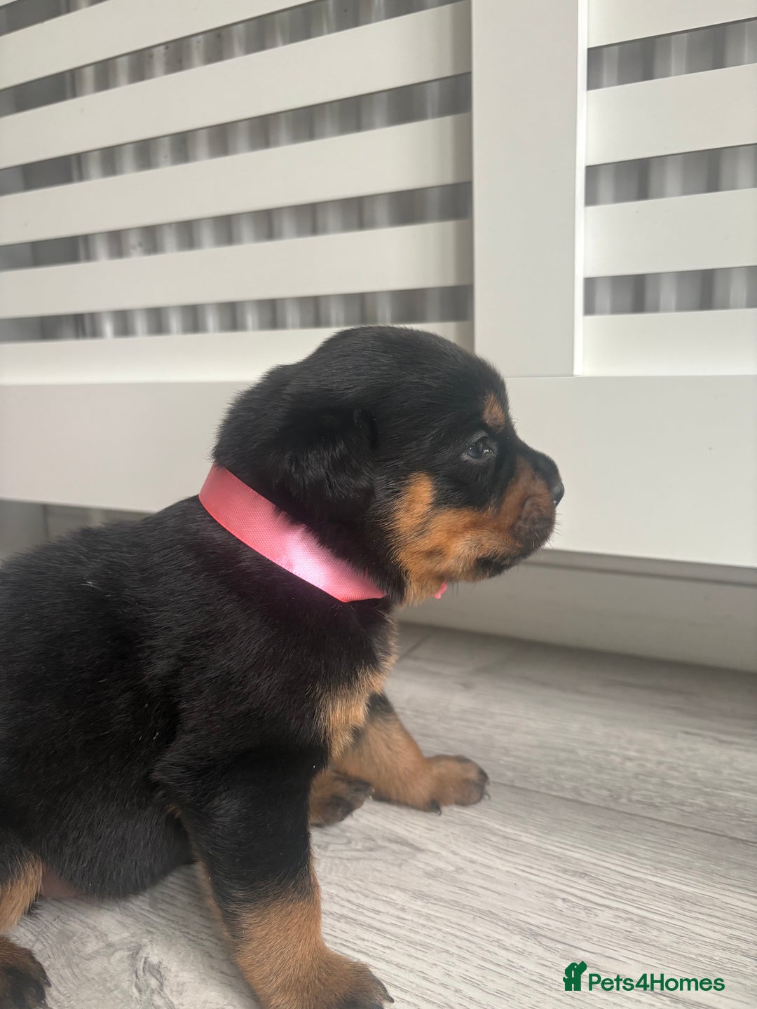 Rottweiler dogs for sale: Rottweiler puppies for sale - Image 4