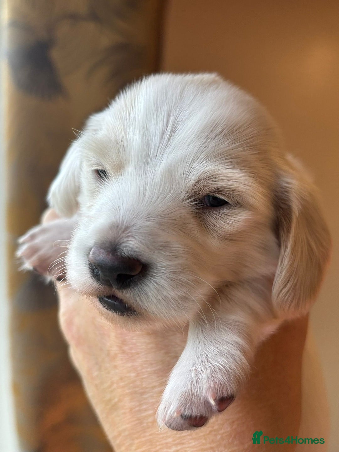 Miniature Dachshund dogs for sale: KC Registered Cream Long Hair Miniature Dachshunds - Advert 27