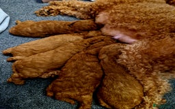 Cockapoo dogs for sale: Stunning litter of Fox red miniature Cockapoo's  - Image 16