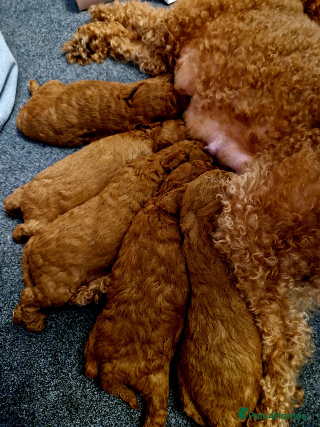 Cockapoo dogs for sale: Stunning litter of Fox red miniature Cockapoo's  - Image 16