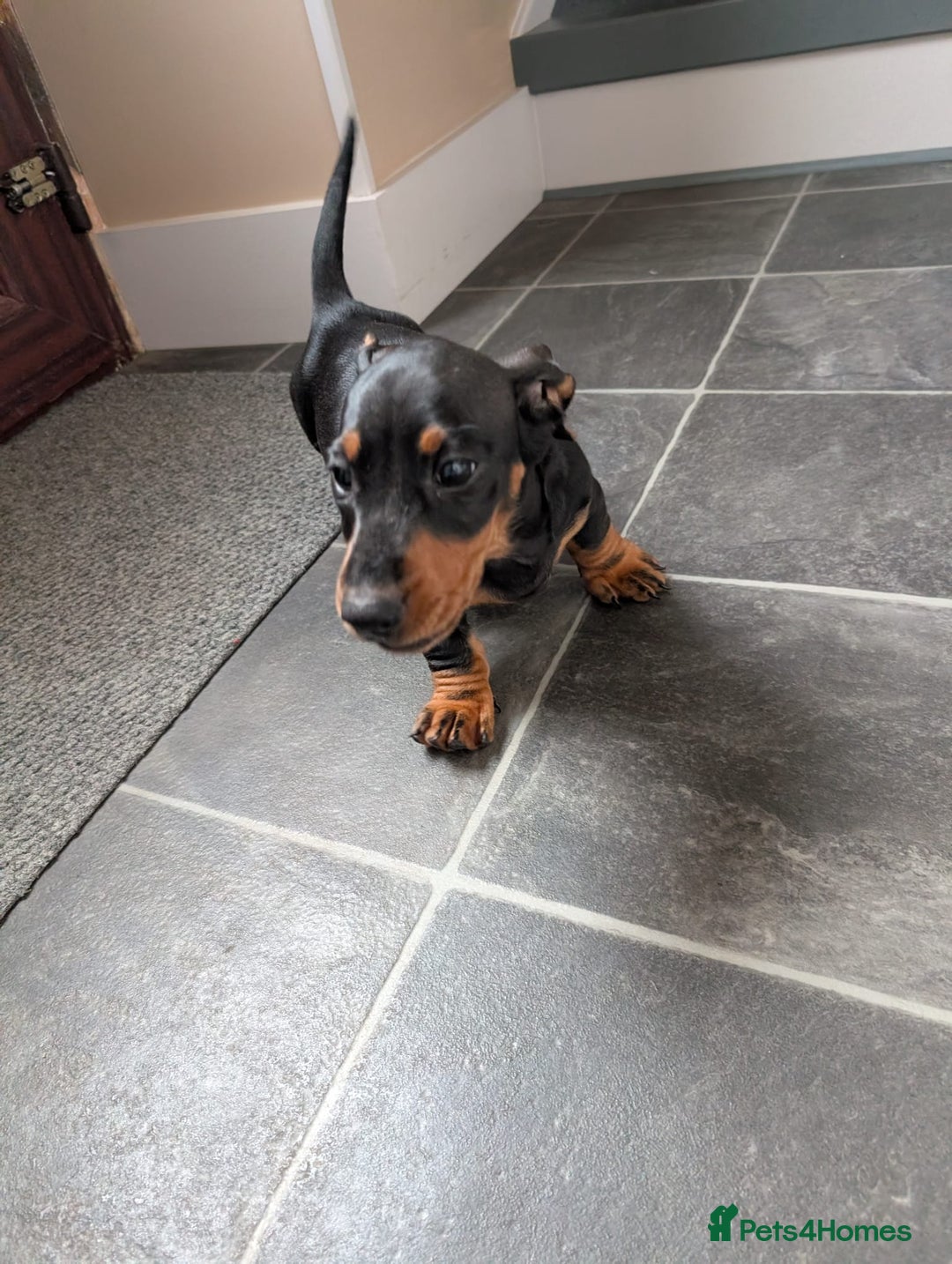 Miniature Dachshund dogs for sale: Miniature Dachshund Puppies  - Image 10