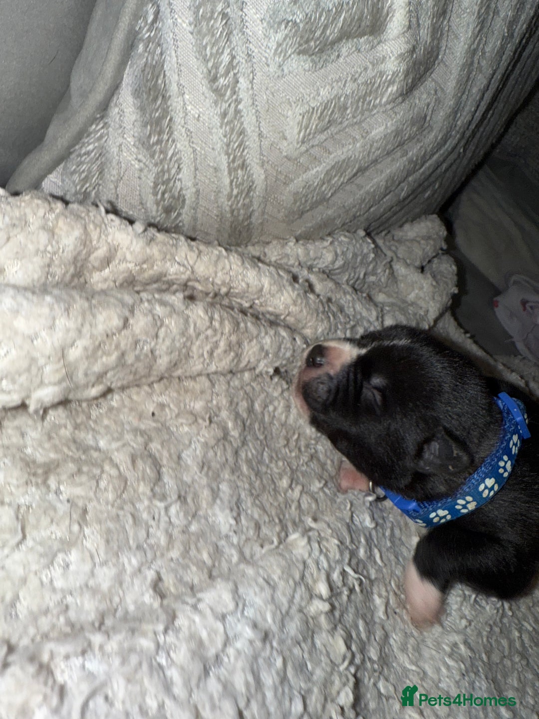 Mixed Breed dogs for sale: Cane corso mix Akita  - Image 27