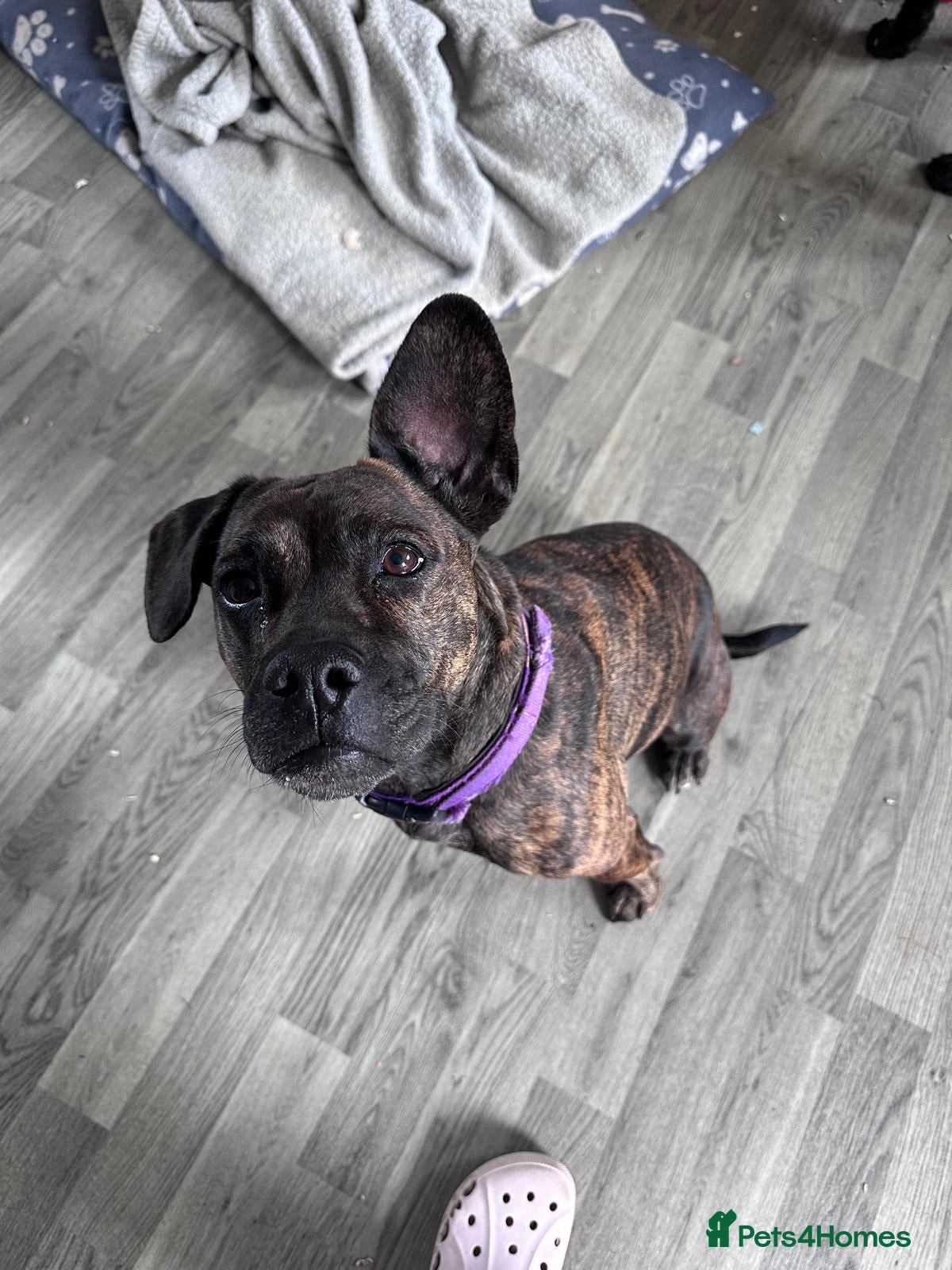 Mixed Breed dogs Mixed breed beautiful girl hilda - Advert 1
