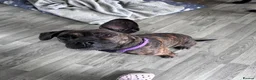 Mixed Breed dogs for sale: Mixed breed beautiful girl hilda - Advert 1