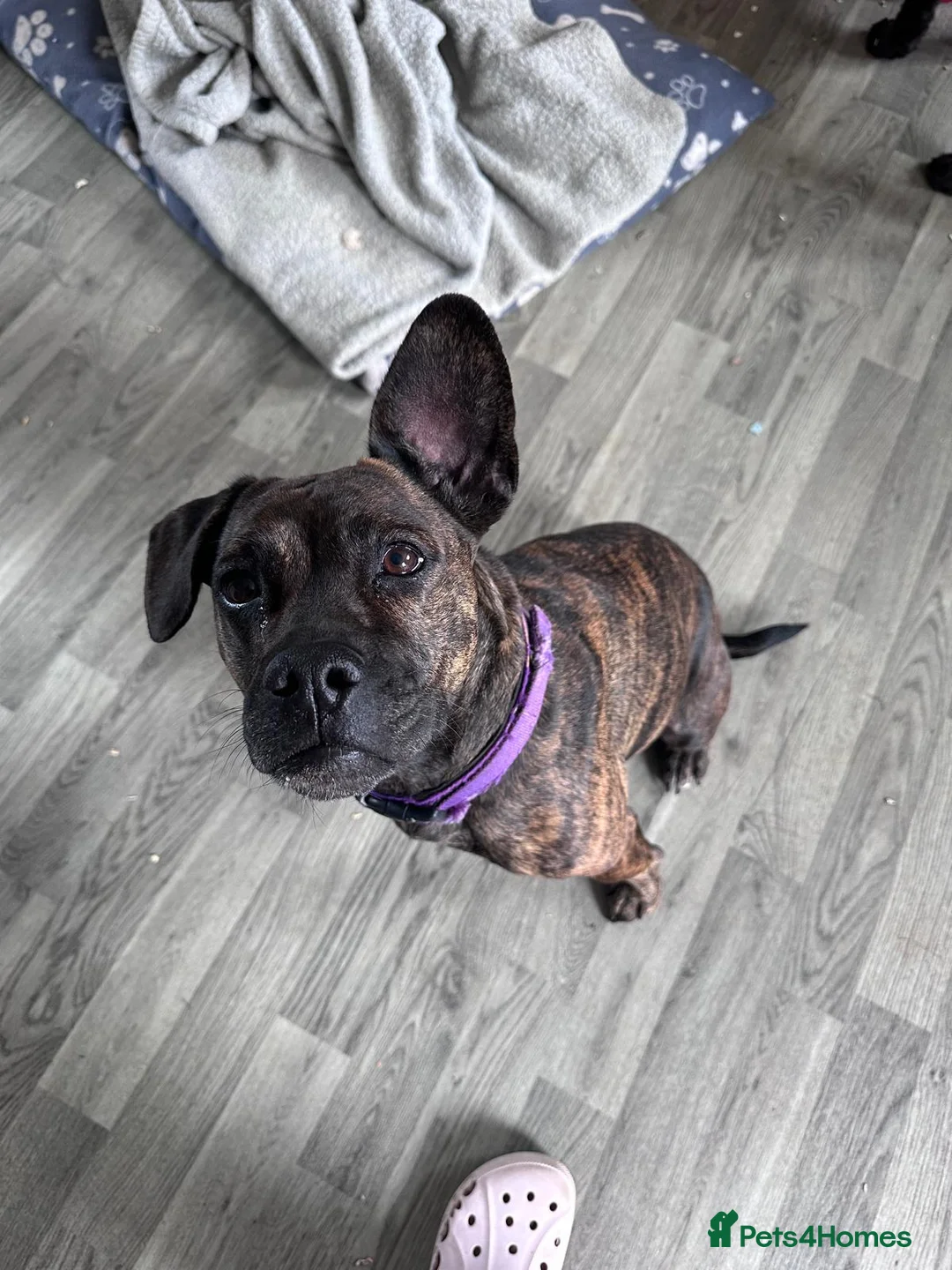 Mixed Breed dogs for sale: Mixed breed beautiful girl hilda - Advert 1