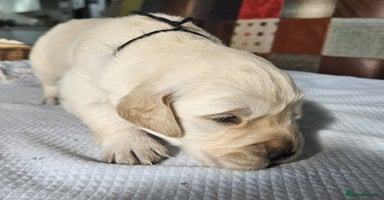 Golden Retriever dogs - Advert 3