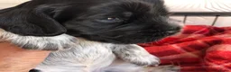 Cocker Spaniel dogs for sale: 1 gorgeous show cocker male puppies available 😁 - Advert 8