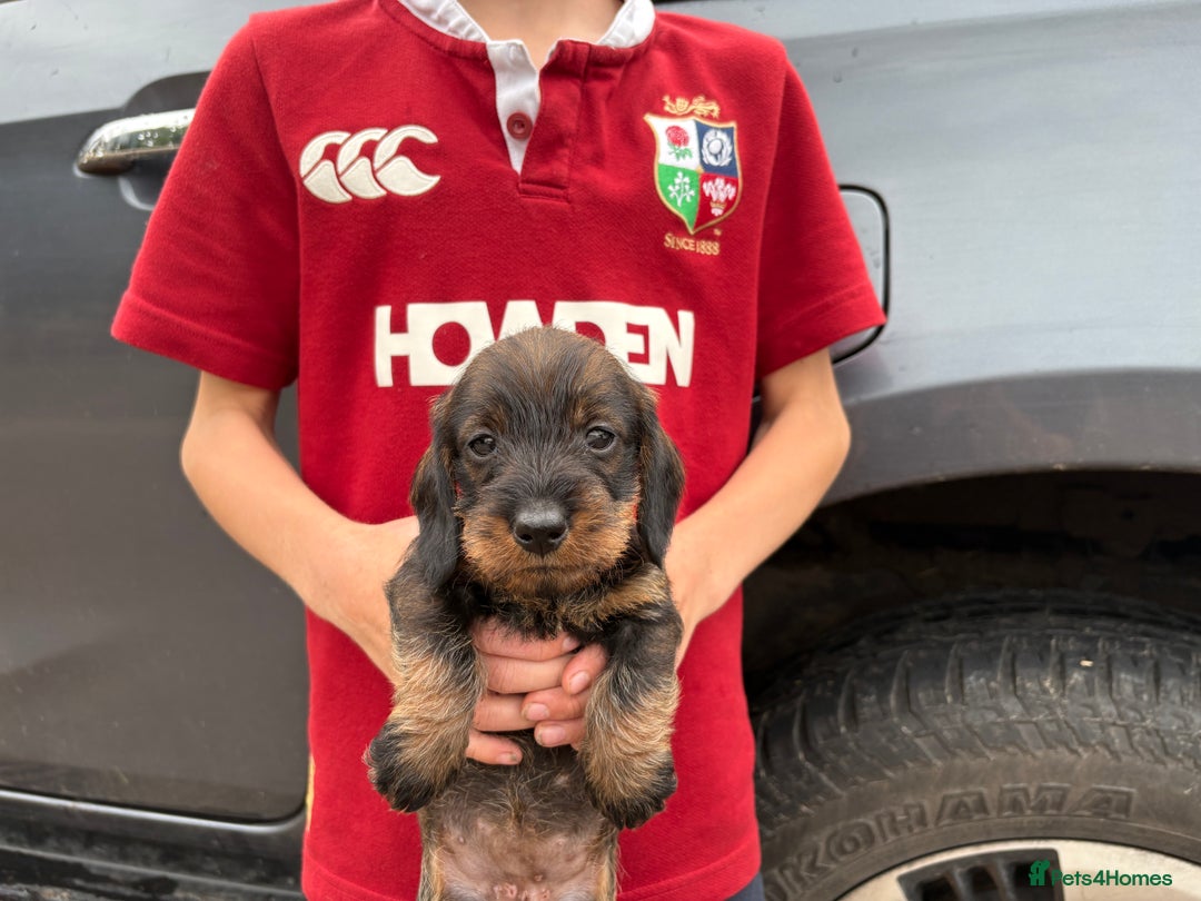 Dachshund dogs for sale: Wirehaired Dachshund (Teckel) Pups  - Image 4