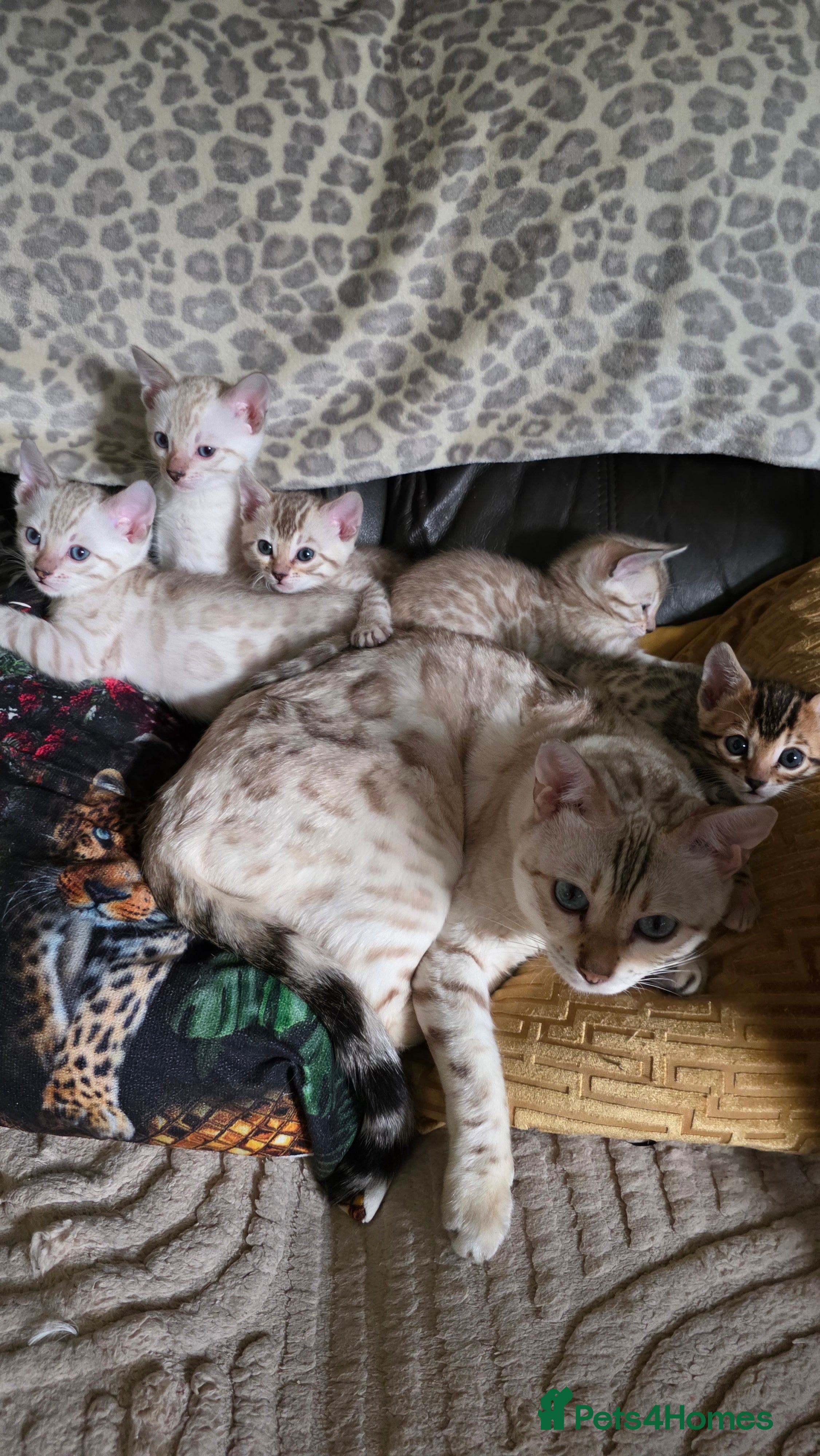 Bengal cats Beautiful 🐾 5 BENGALPARADISE 🐾 Kittens - Advert 3