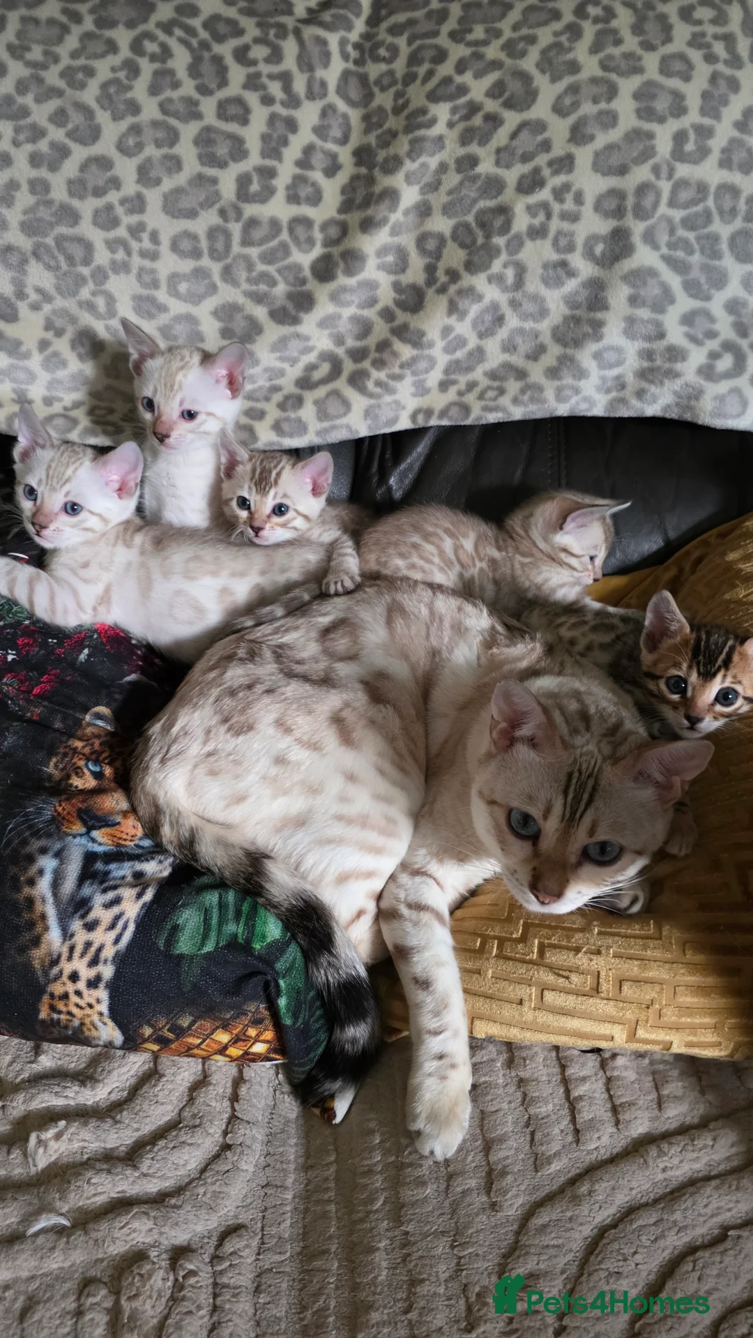Bengal cats for sale: Beautiful 🐾 5 BENGALPARADISE 🐾 Kittens - Advert 1