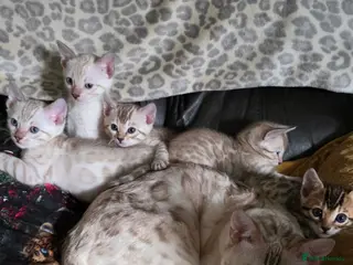 Bengal cats Beautiful 🐾 5 BENGALPARADISE 🐾 Kittens - Advert 13