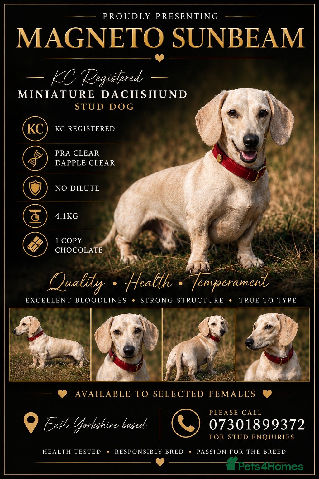 Miniature Dachshund dogs  🌈 💛 Magneto Sunbeam ☀️🍦  - Advert 1