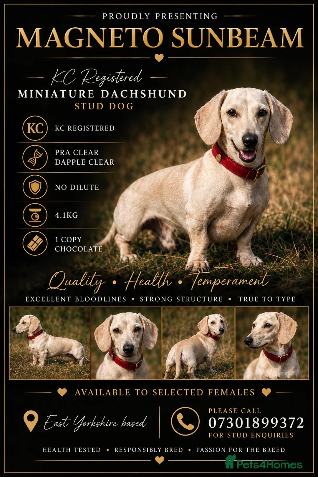 Miniature Dachshund dogs for stud:  🌈 💛 Magneto Sunbeam ☀️🍦  - Advert 1