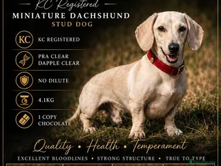 Miniature Dachshund dogs 🌈 💛 Magneto Sunbeam ☀️🍦 - Advert 1