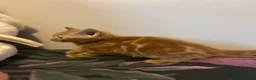 Mixed Breed cats for sale: Four beautiful boys - Advert 8