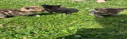Mixed Breed cats for sale: 11 Tabby / Black kittens. Ready to leave. in Liversedge - Advert 8