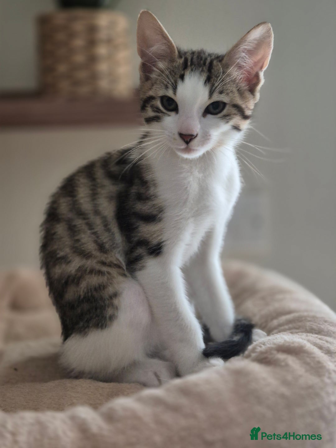 Bengal cats for sale: Male bengal cross kittens - Image 5