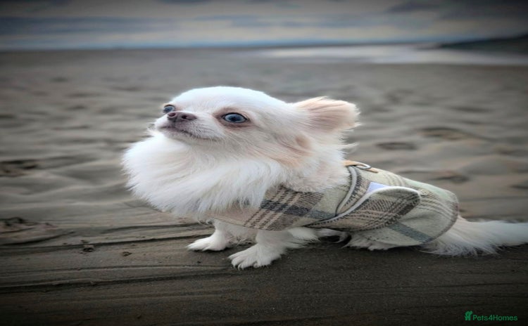 Chihuahua dogs - Advert 1