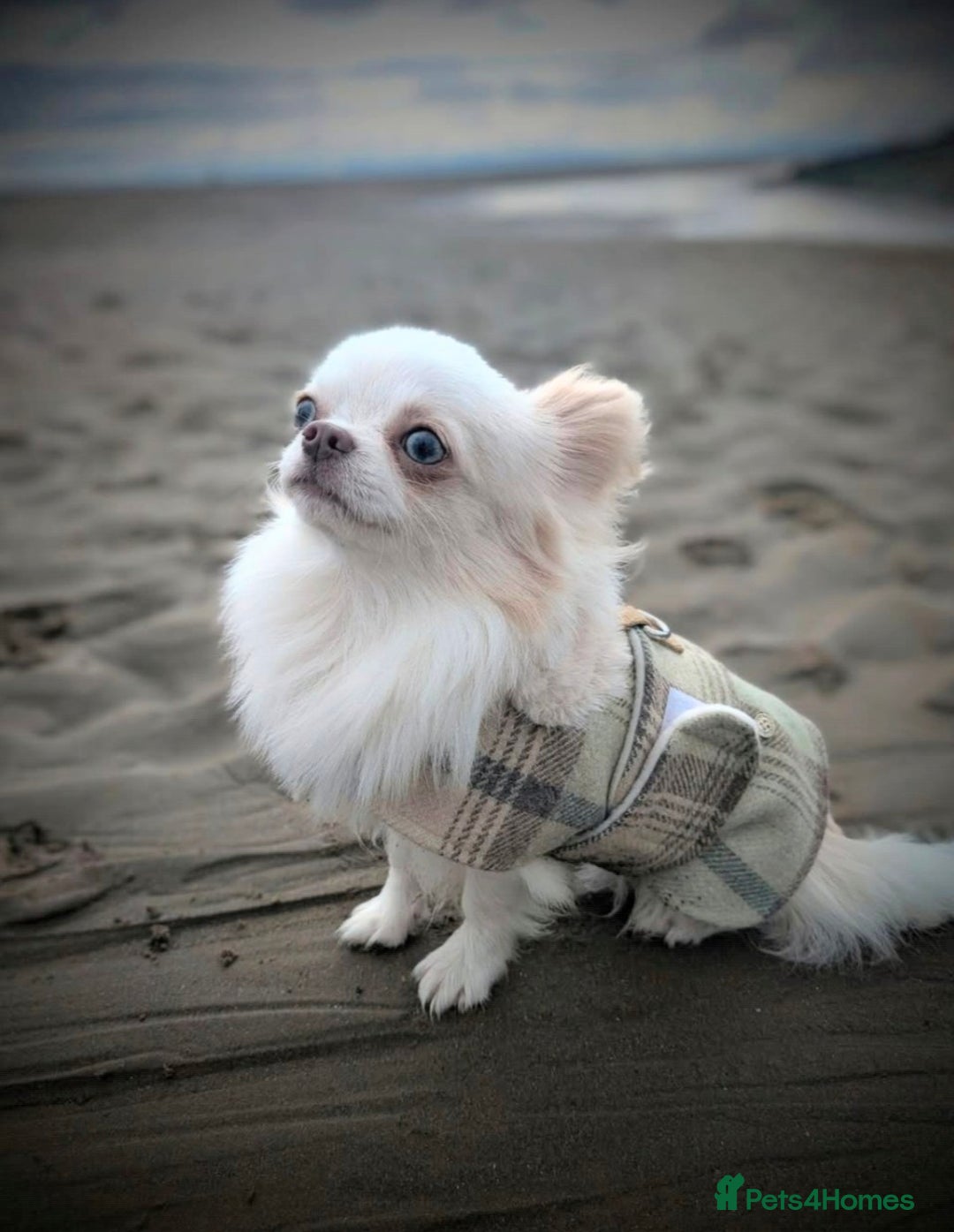 Chihuahua dogs for sale: 2 year old Small cream chihuahua boy - Image 1