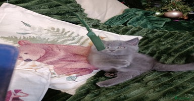 British Shorthair cats Beautiful kittens  - Advert 1