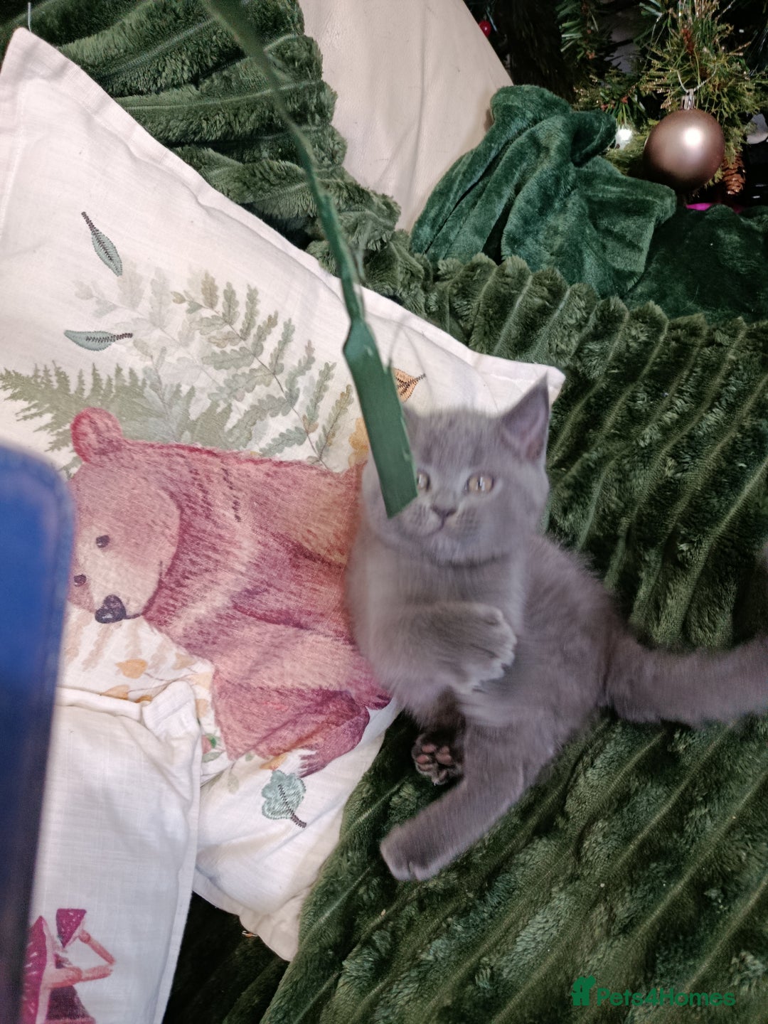 British Shorthair cats for sale: Beautiful kittens  - Advert 3