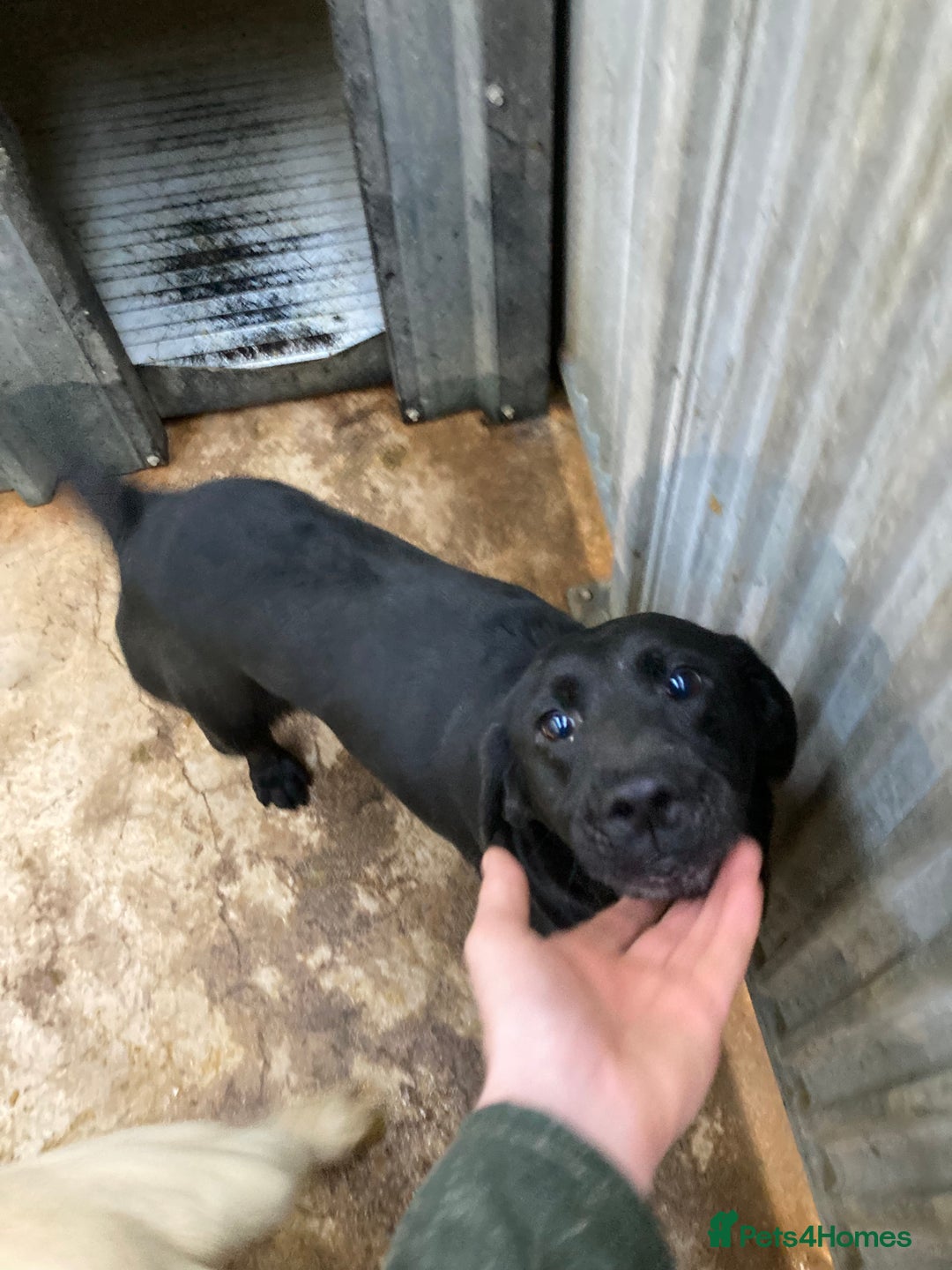 Labrador Retriever dogs for sale: Labrador pups (Black) - Advert 3