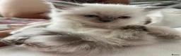 Ragdoll cats for sale: Ragdoll  - Advert 10