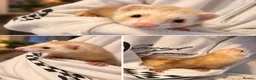 Ferret rodents for sale: 2 Hob ferrets  - Advert 2