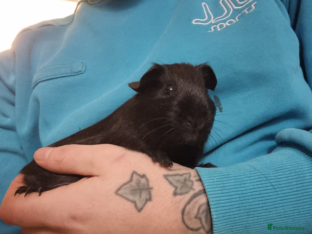 Guinea Pig rodents for sale: Pair of Male Guinea Pigs  - Image 10