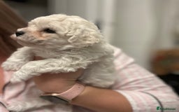 Bichon Frise dogs for sale: ✨ Bichon Frisé Puppies from Champion Bloodlines ✨ - Advert 28