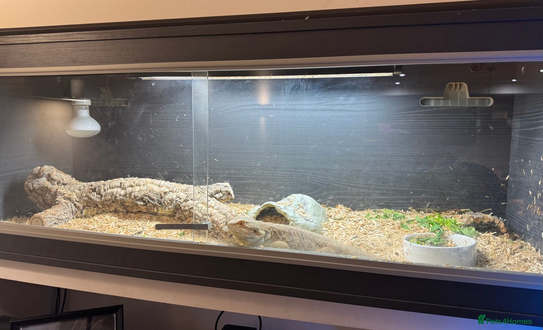 Dragon reptiles for sale: Bearded dragon  - Image 2