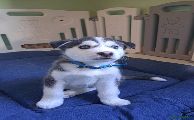 Siberian Husky dogs - Advert 2