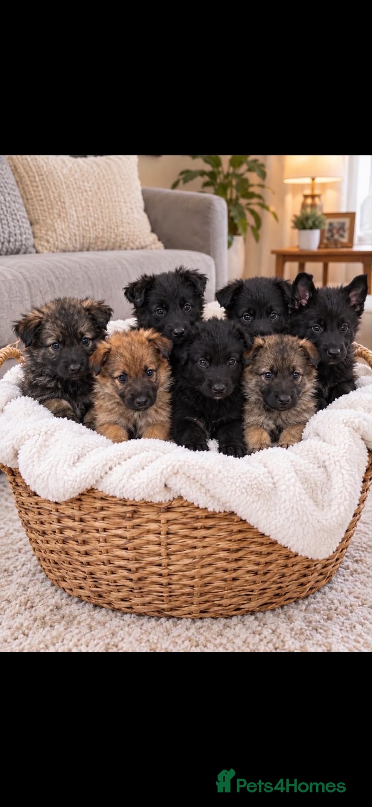 German Shepherd dogs 🐾 BEAUTIFUL GERMAN PUPPIES🐾 - Advert 10