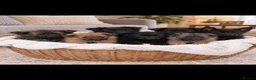 German Shepherd dogs for sale: 🐾 BEAUTIFUL GERMAN PUPPIES🐾 - Advert 1