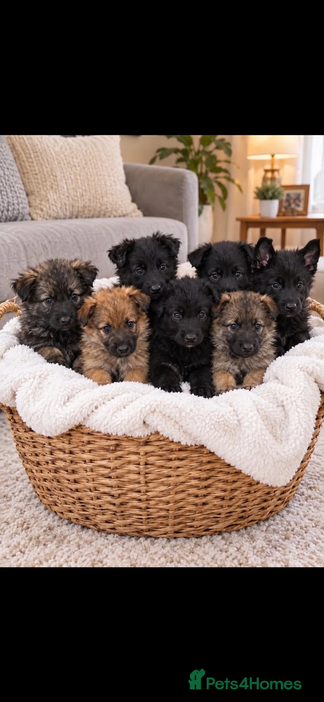 German Shepherd dogs for sale: 🐾 BEAUTIFUL GERMAN PUPPIES🐾 - Advert 1