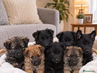 German Shepherd dogs 🐾 BEAUTIFUL GERMAN PUPPIES🐾 - Advert 3
