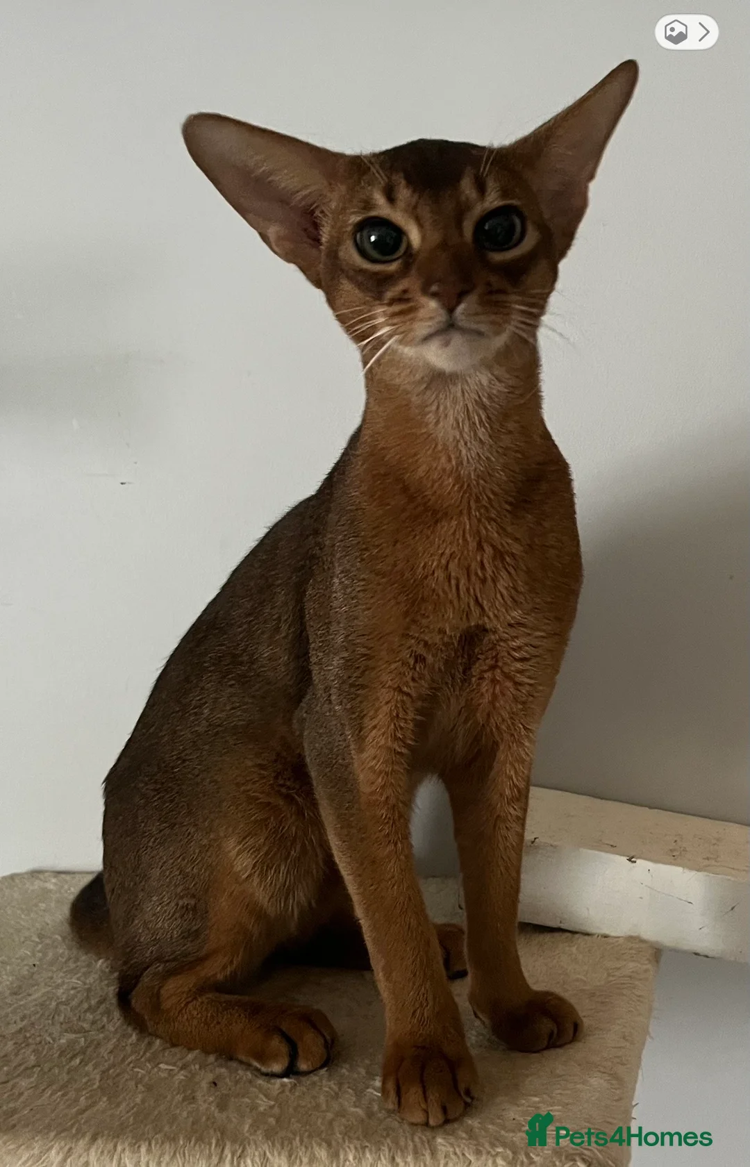 Abyssinian cats for sale: Beautiful Abyssinian boys - Advert 10