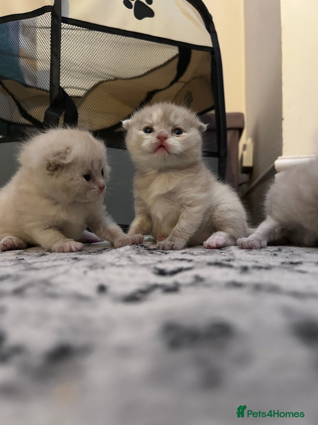 Scottish Fold cats for sale: READY TO RESERVE!! Stunning Scottish Fold Kittens  - Image 2