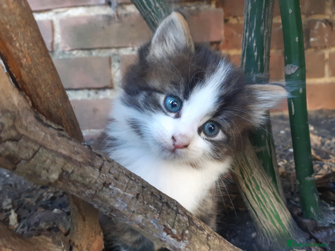 Mixed Breed cats for sale: 6 Kittens Available to take home today 😸  - Image 4