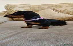 Dachshund dogs for sale: Dachshund puppies ready to leave  - Image 11