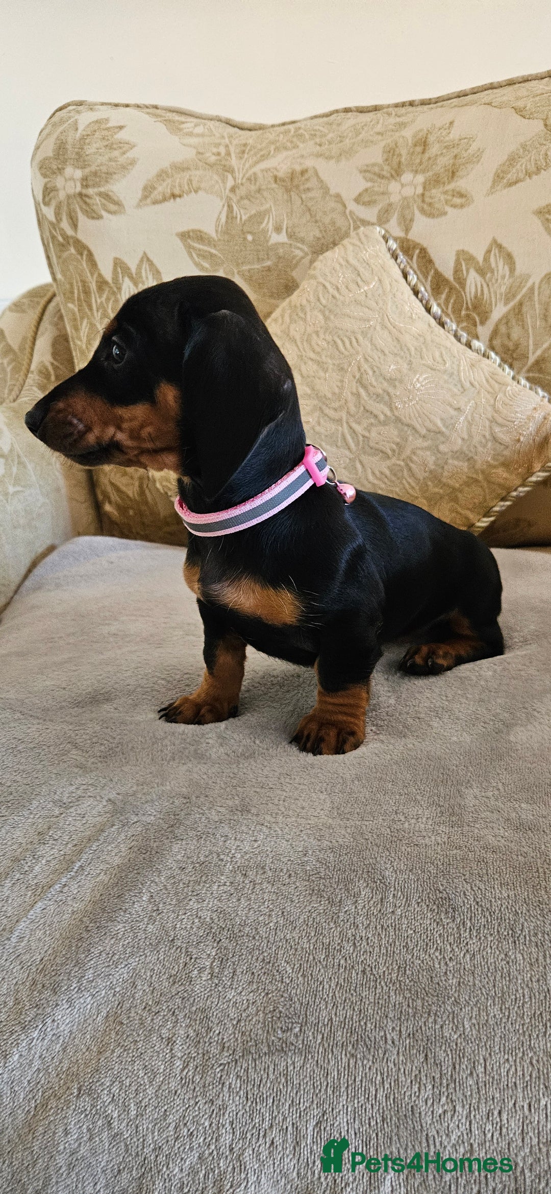 Dachshund dogs for sale: Dachshund puppies ready to leave  - Image 11