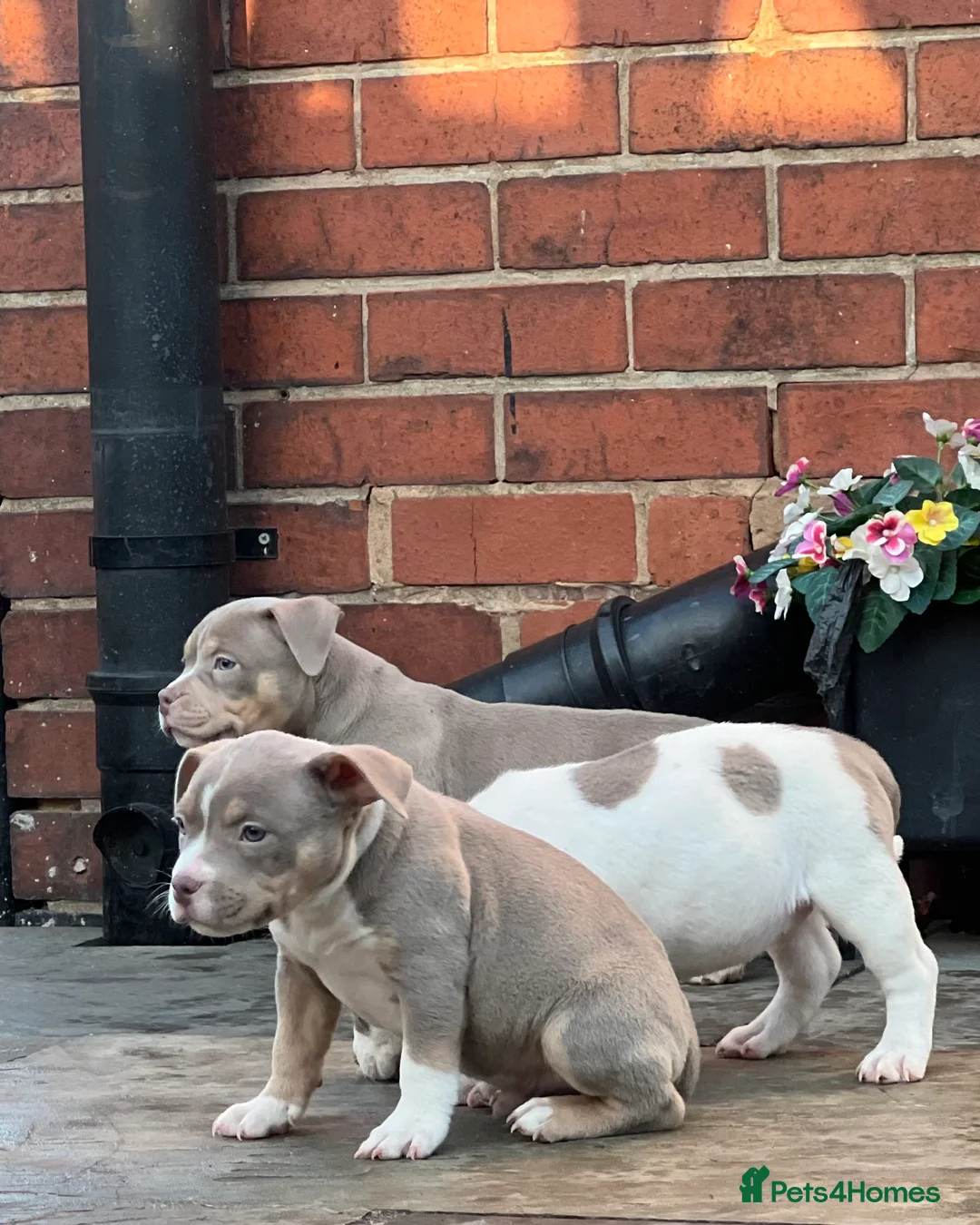 American Bully dogs for sale: Champion blood American pocket bully’s 🇺🇸 🦍 - Advert 1